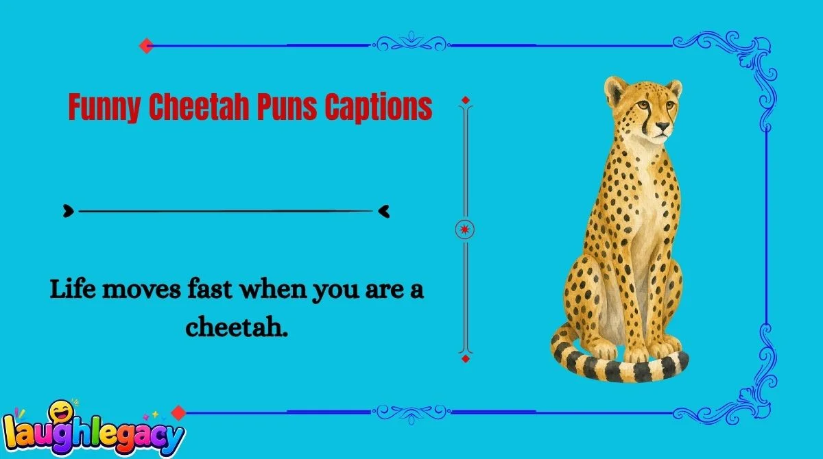 Cheetah Jokes